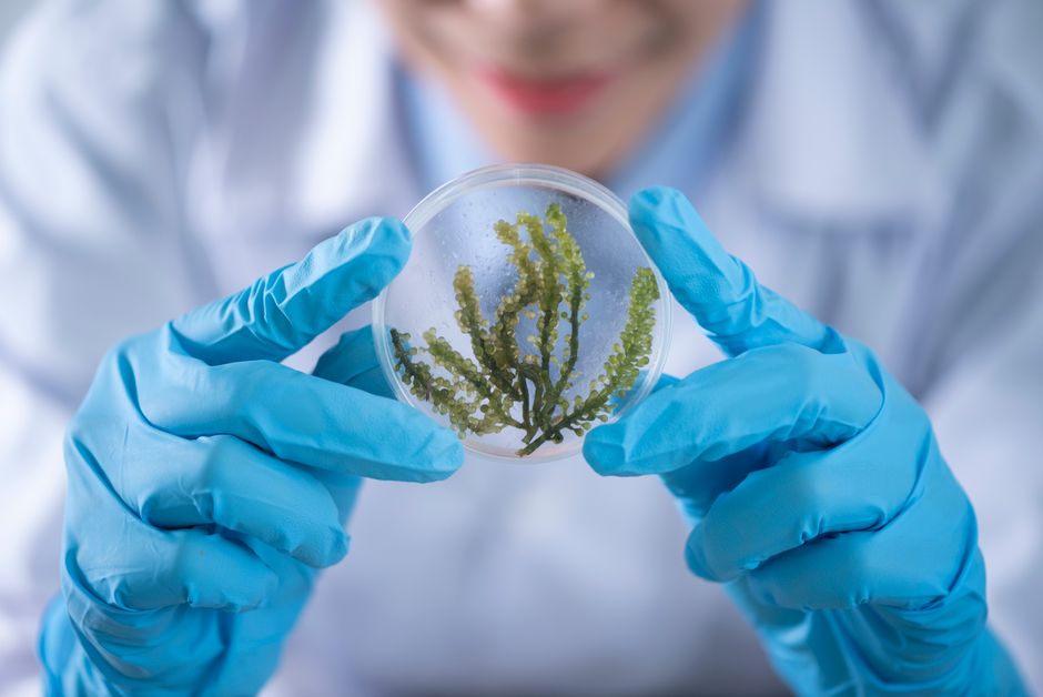 how to make algae oil from growing to extraction