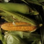 how to make ethanol from corn milling to distillation