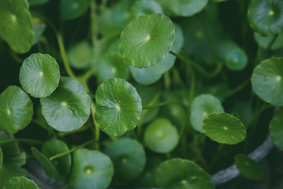how to make gotu kola tea fresh or dried leaves