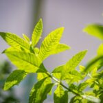 how to make lemon verbena essential oil at home