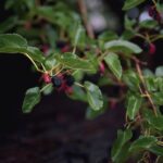 how to make mulberry tea leaves fruit cold brew