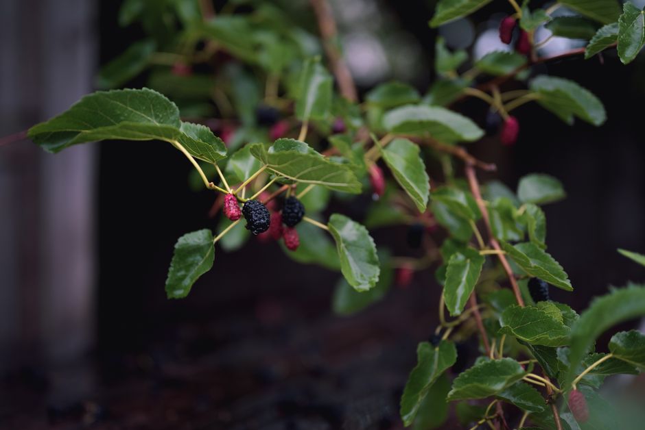 how to make mulberry tea leaves fruit cold brew