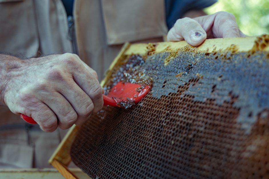 how to make royal jelly from grafting to harvest