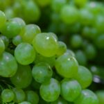 how to make seedless grapes science and growing