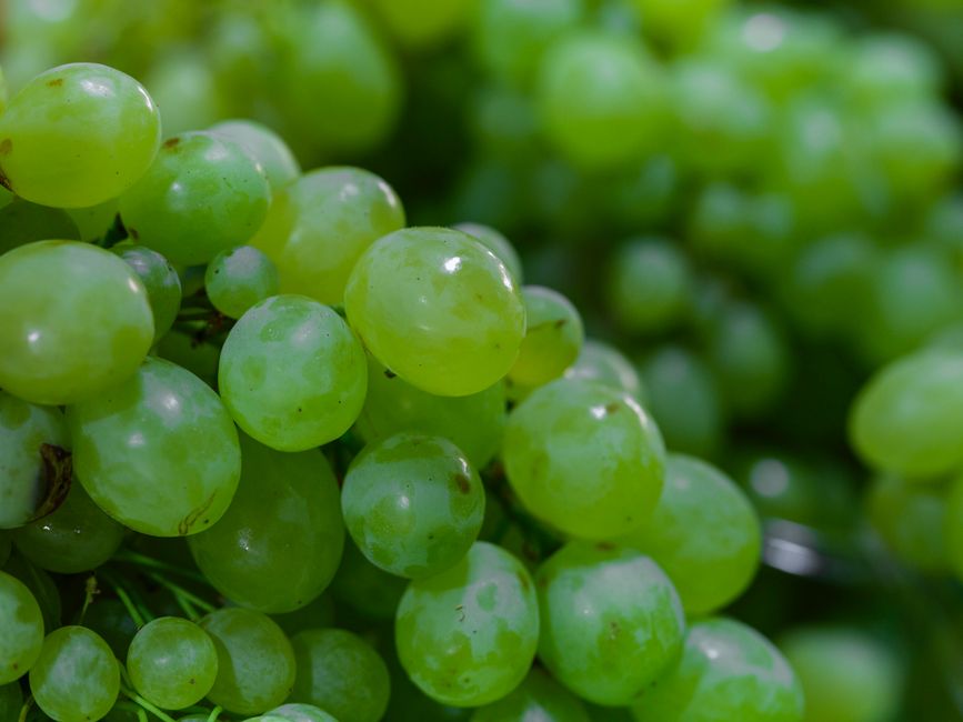 how to make seedless grapes science and growing