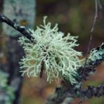 how to make usnea tea decoction uses safety