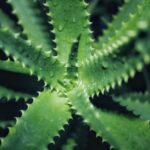 how to make yucca extract water and alcohol methods