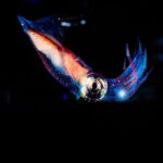 how to photograph bioluminescence in the dark