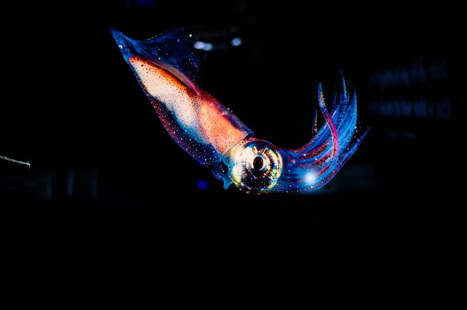 how to photograph bioluminescence in the dark