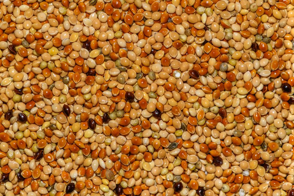 how to pop sorghum on the stove step by step