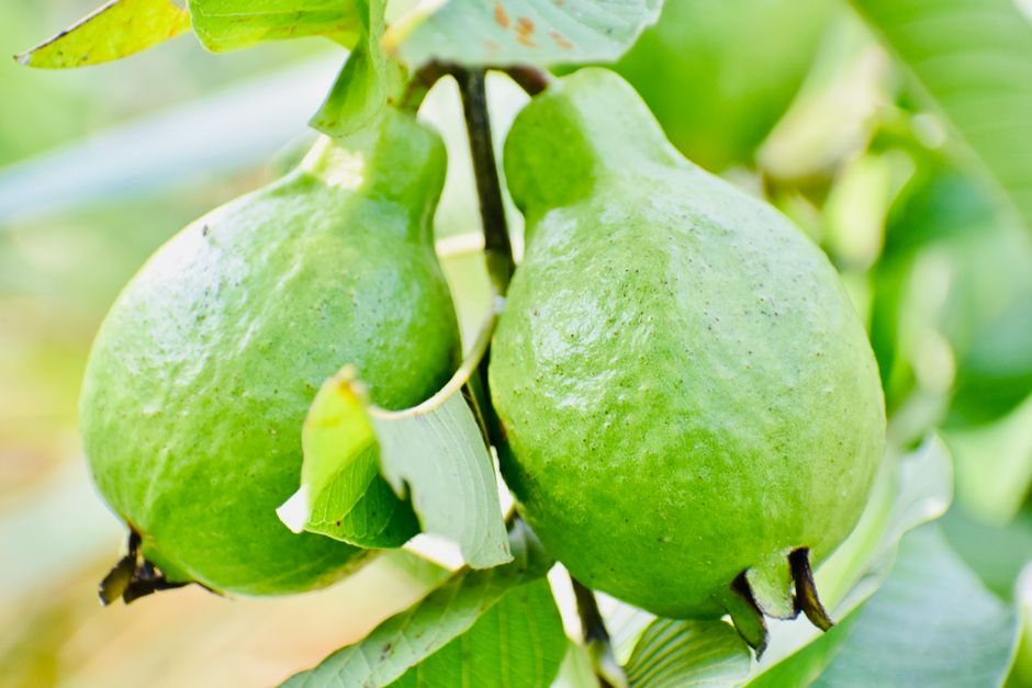 how to prepare guava leaf tea fresh or dried