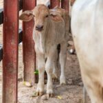 how to prevent and stop calf cramps while swimming