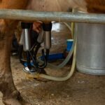 how to process milk safely home and factory steps