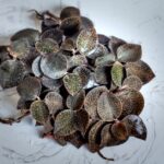 how to propagate a jewel orchid from a cutting