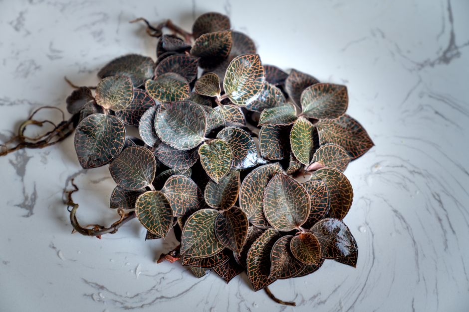how to propagate a jewel orchid from a cutting