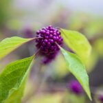how to propagate beautyberry from cuttings and seed