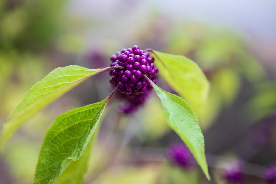 how to propagate beautyberry from cuttings and seed