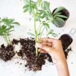 how to propagate drift roses from cuttings
