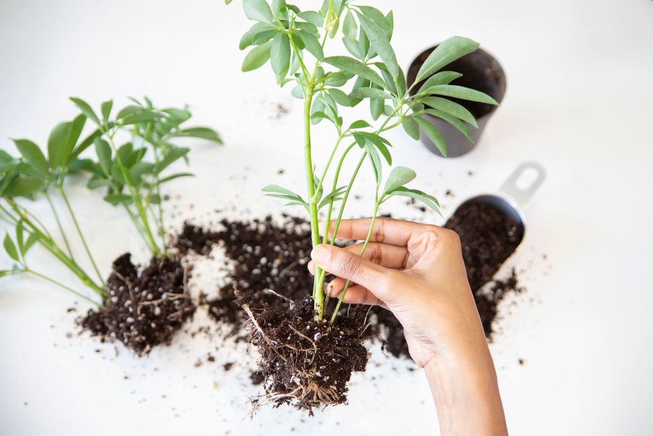 how to propagate drift roses from cuttings