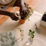 how to propagate ficus pumila from stem cuttings