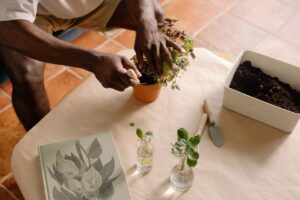 How To Propagate Ficus Pumila From Stem Cuttings? 9 how to propagate ficus pumila from stem cuttings