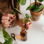 how to propagate frangipani from cuttings