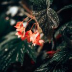 how to propagate rex begonia from leaf and stem cuttings