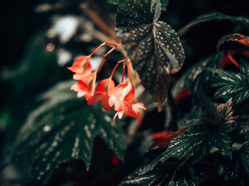 how to propagate rex begonia from leaf and stem cuttings