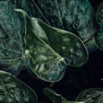 how to properly store alocasia corms for winter
