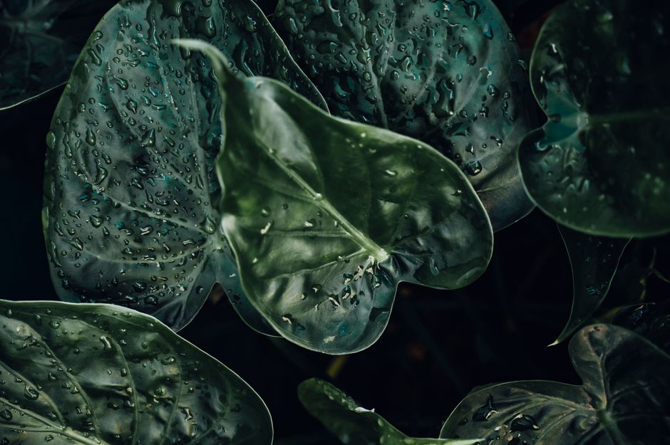 how to properly store alocasia corms for winter