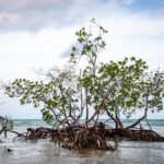 how to protect mangroves
