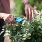 how to prune blue daze for maximum blooms
