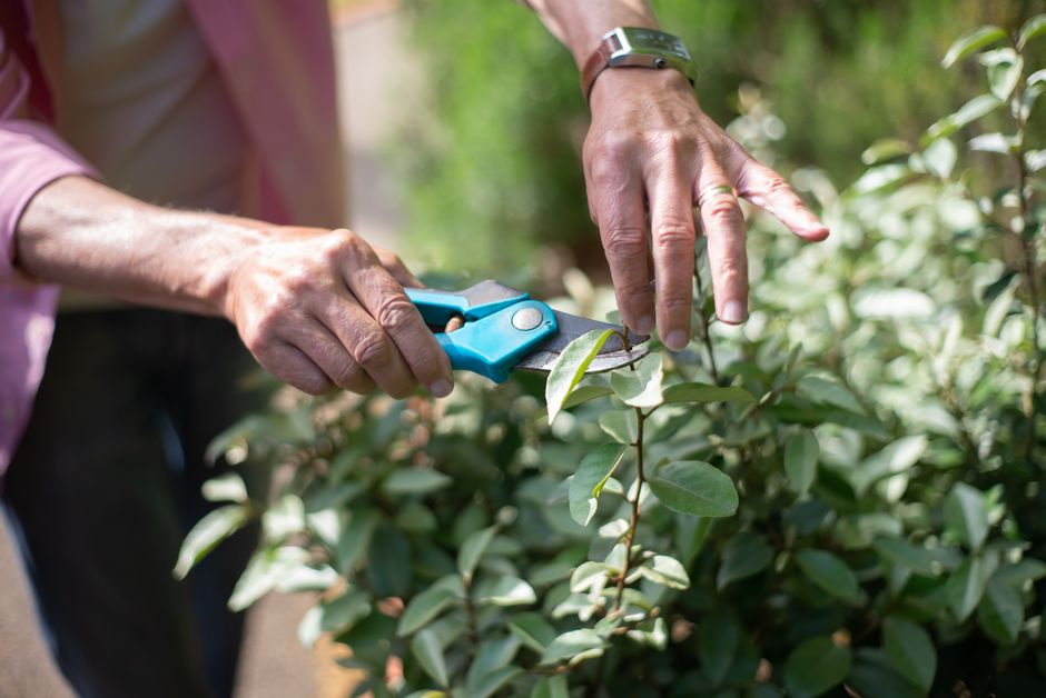 how to prune blue daze for maximum blooms