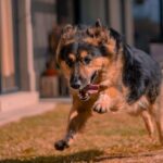 how to put weight on a german shepherd safely