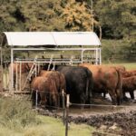 how to raise calves feeding health and weaning tips