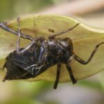 how to raise dragonflies from nymph to adult