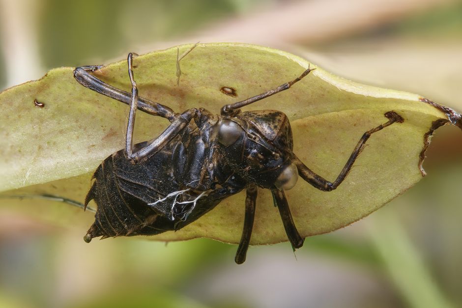 how to raise dragonflies from nymph to adult