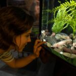 how to raise ph in your axolotl tank safely