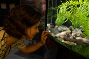 How To Raise Ph In Your Axolotl Tank Safely? 1 how to raise ph in your axolotl tank safely