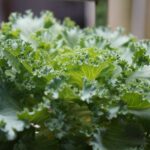 how to remove pesticides from kale baking soda vs vinegar