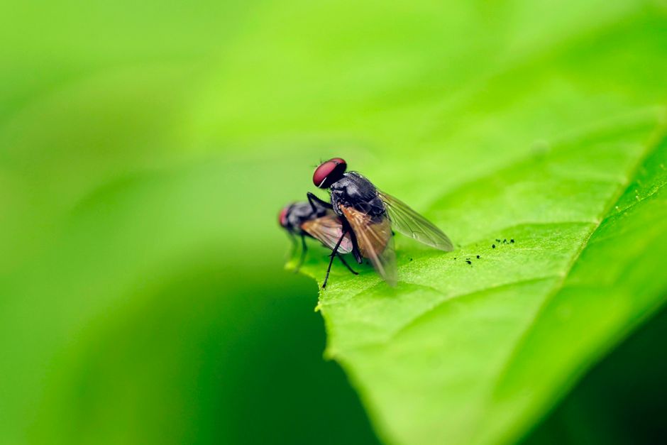 how to remove small flies from house