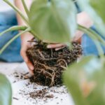 how to repot a split leaf philodendron