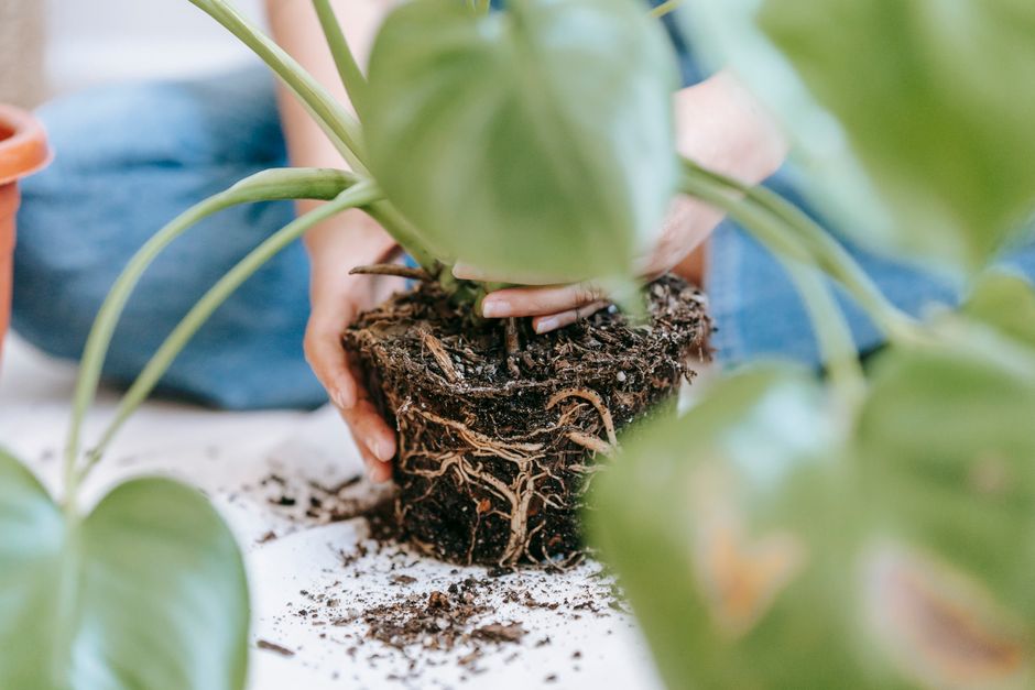 how to repot a split leaf philodendron