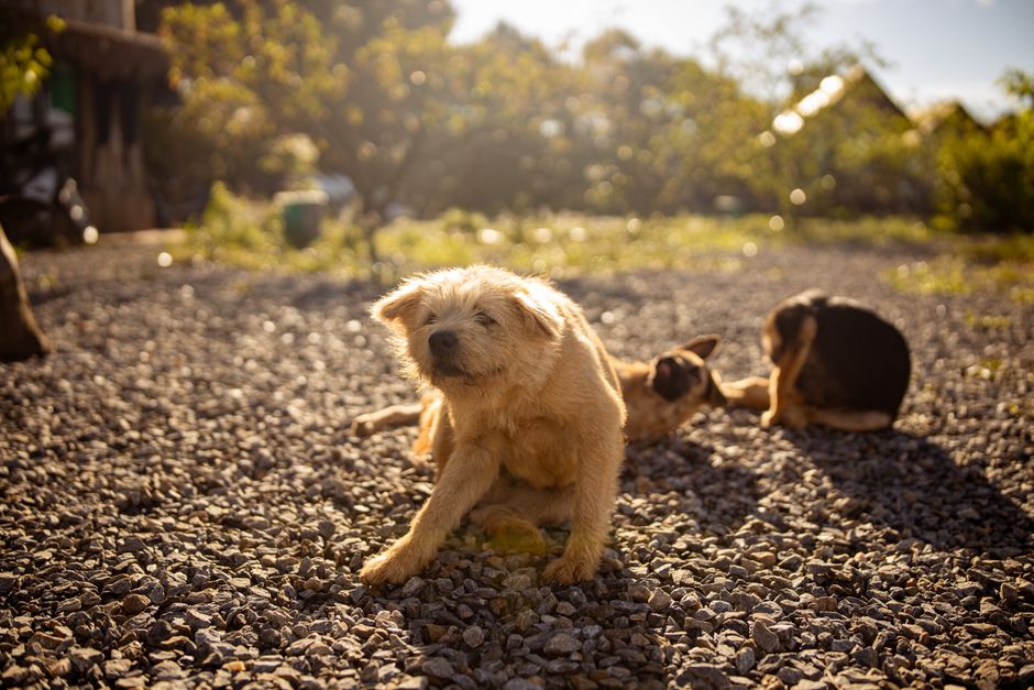 how to rid of fleas