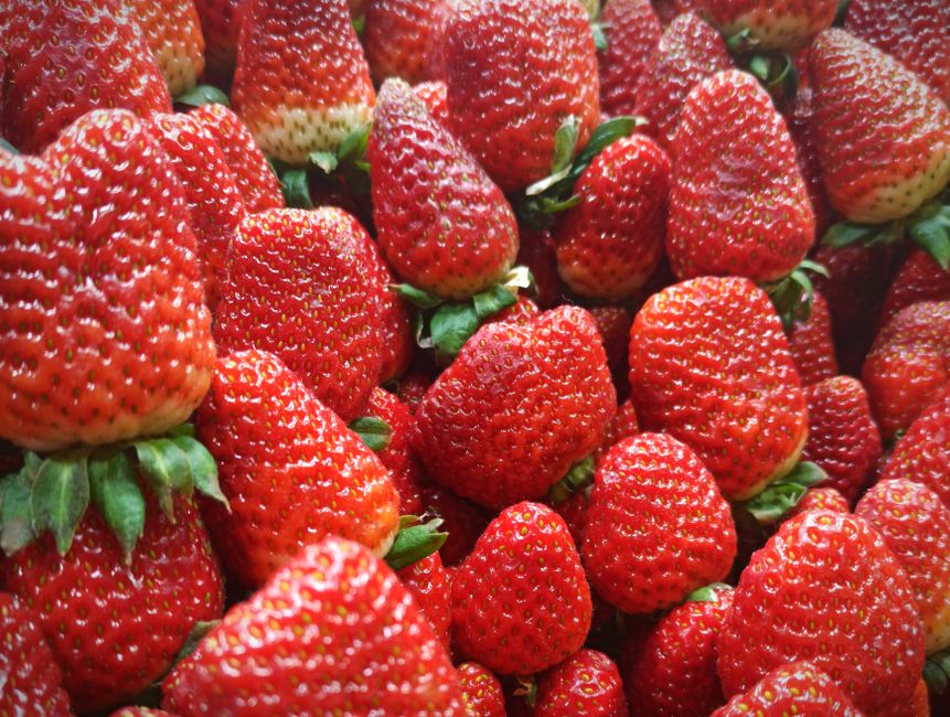 how to save overwatered strawberries