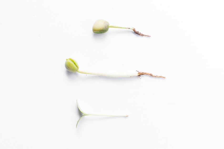 how to sprout a mango seed fast and avoid mold