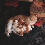how to stop kittens from nursing weaning tips