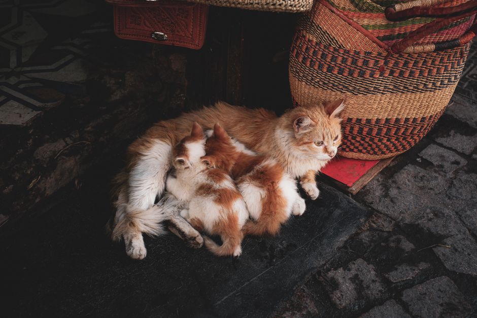 how to stop kittens from nursing weaning tips