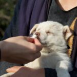 how to stop puppy diarrhea and when to see a vet