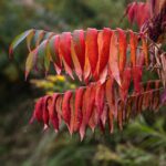 how to successfully grow sumac from cuttings